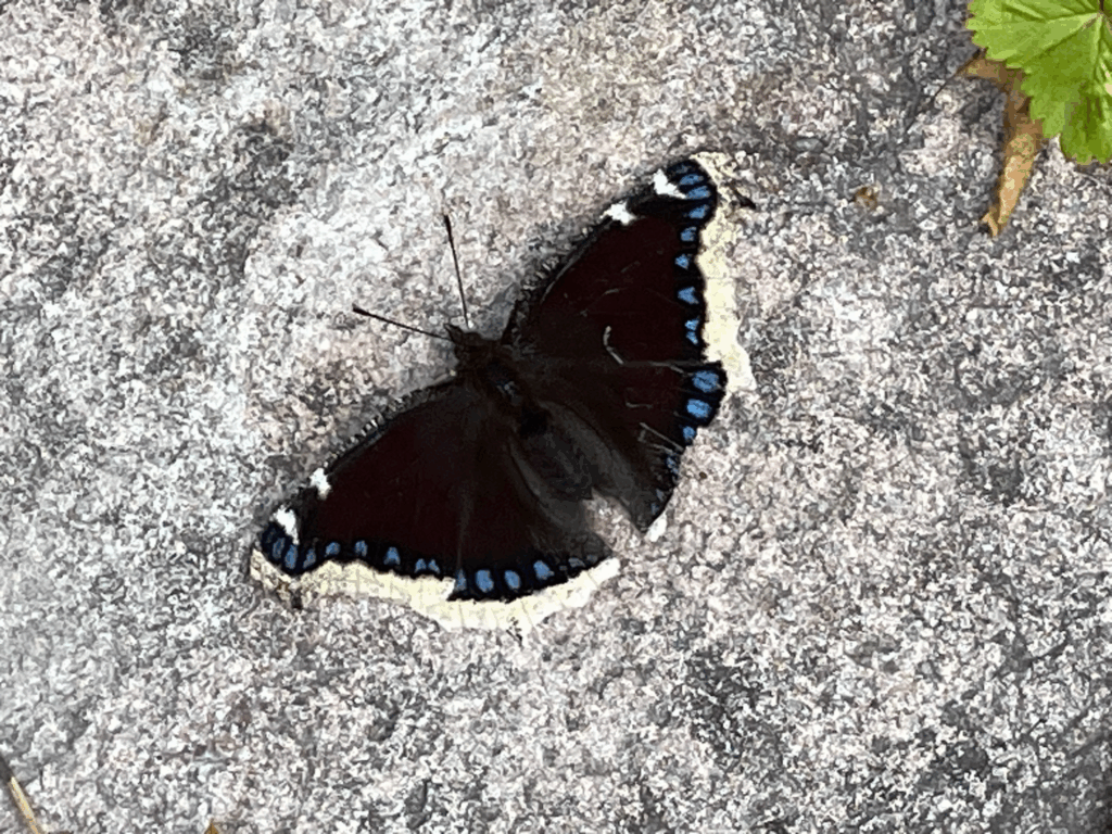 Suruvaippa kalliolla